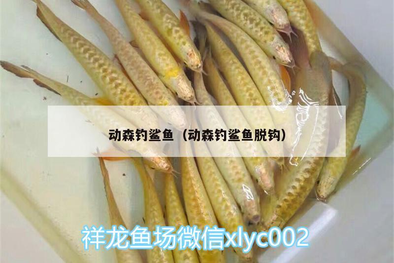 動(dòng)森釣鯊魚（動(dòng)森釣鯊魚脫鉤）