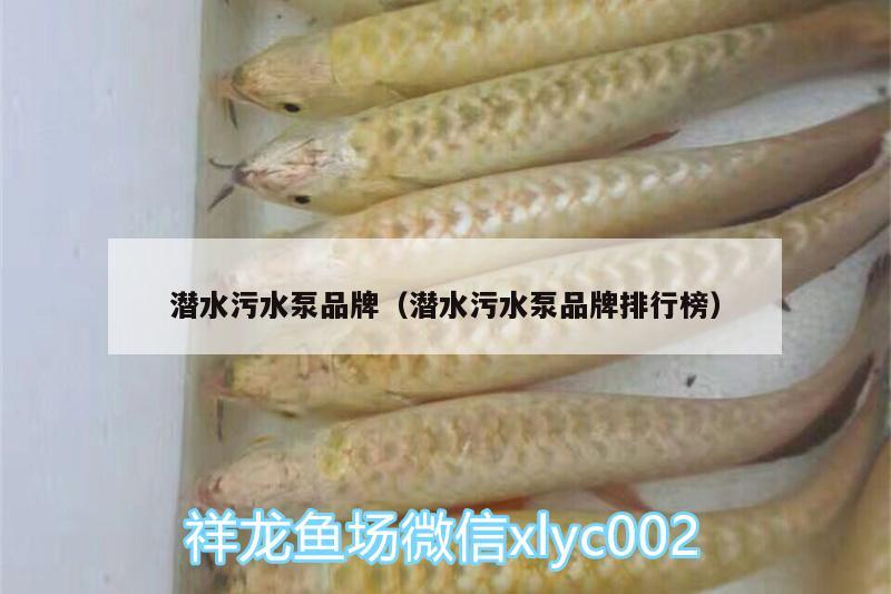 潛水污水泵品牌（潛水污水泵品牌排行榜） 斑馬鴨嘴魚苗 第3張