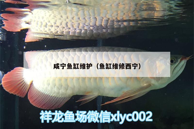 咸寧魚缸維護（魚缸維修西寧）