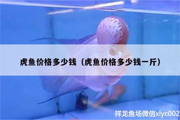 虎魚價格多少錢（虎魚價格多少錢一斤） 虎魚百科