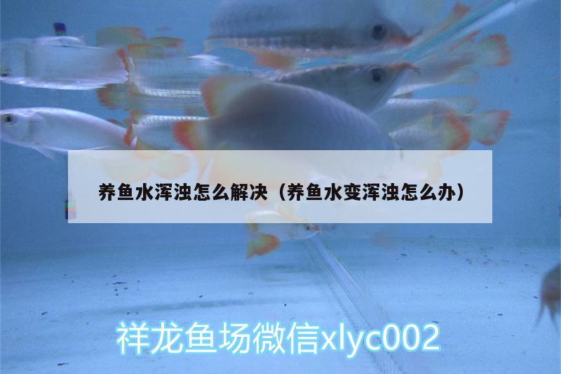 養(yǎng)魚水渾濁怎么解決（養(yǎng)魚水變渾濁怎么辦）