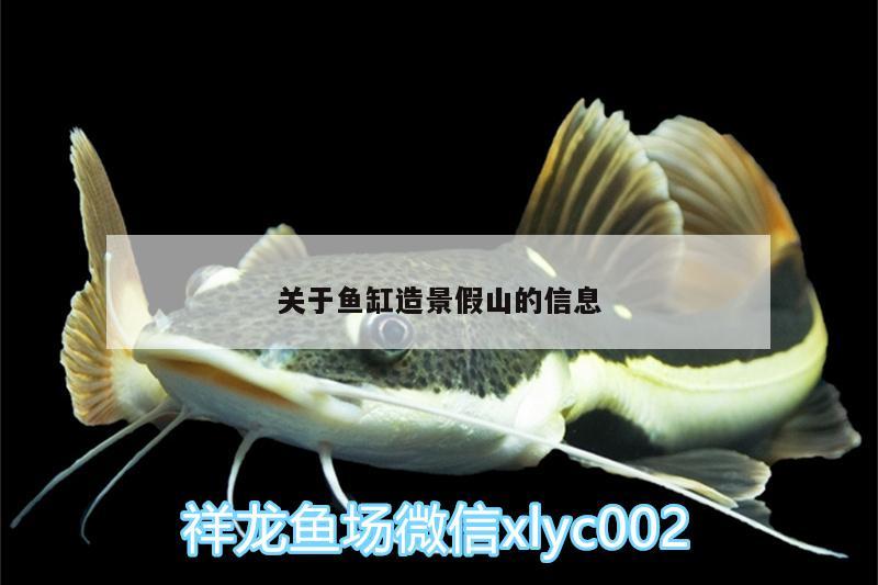 關(guān)于魚缸造景假山的信息 申古銀版魚 第2張