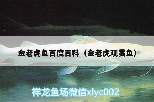 金老虎魚百度百科（金老虎觀賞魚） 虎魚百科 第3張