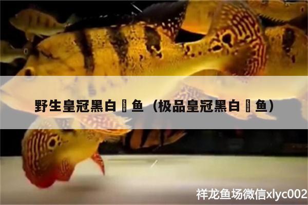 野生皇冠黑白魟魚（極品皇冠黑白魟魚）