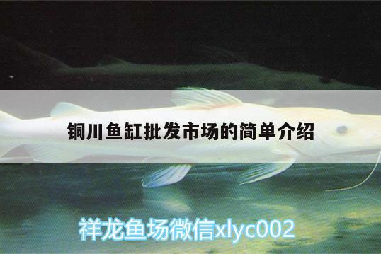 銅川魚(yú)缸批發(fā)市場(chǎng)的簡(jiǎn)單介紹 銀古魚(yú)苗