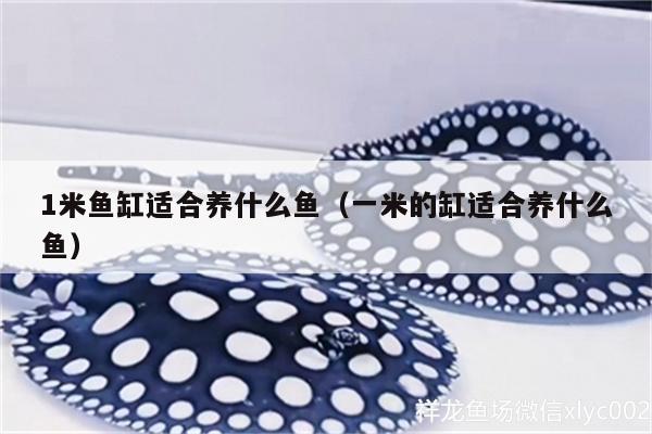 1米魚缸適合養(yǎng)什么魚（一米的缸適合養(yǎng)什么魚） 魟魚百科 第3張