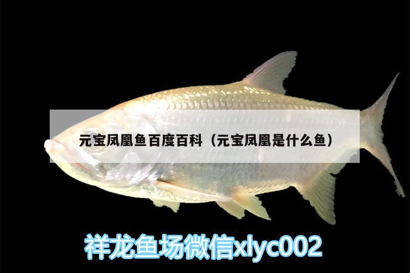 元寶鳳凰魚百度百科（元寶鳳凰是什么魚） 進(jìn)口元寶鳳凰魚 第1張