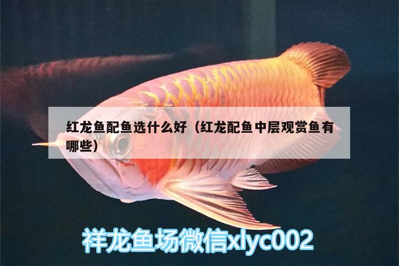 紅龍魚配魚選什么好（紅龍配魚中層觀賞魚有哪些） 龍魚芯片掃碼器