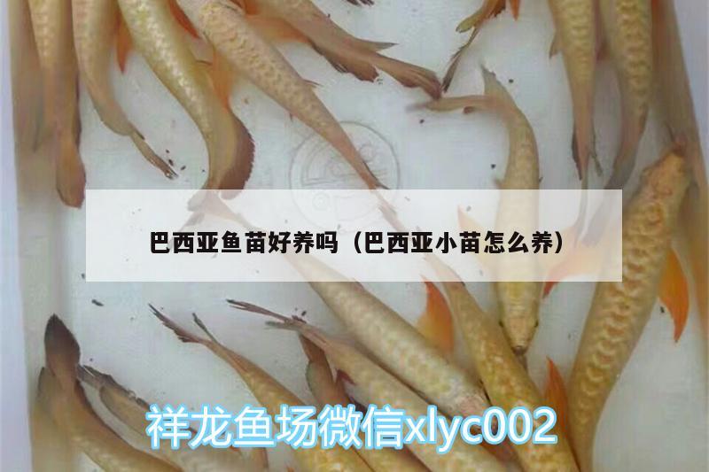 巴西亞魚苗好養(yǎng)嗎（巴西亞小苗怎么養(yǎng)）