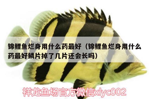 錦鯉魚爛身用什么藥最好（錦鯉魚爛身用什么藥最好鱗片掉了幾片還會長嗎） 三間鼠魚苗 第2張