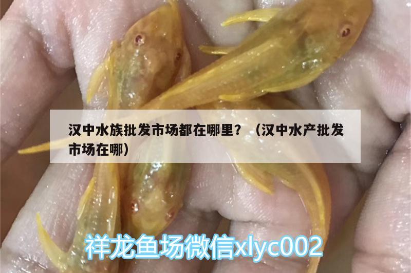 漢中水族批發(fā)市場都在哪里？（漢中水產(chǎn)批發(fā)市場在哪）