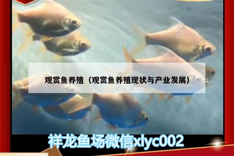 觀賞魚養(yǎng)殖（觀賞魚養(yǎng)殖現(xiàn)狀與產(chǎn)業(yè)發(fā)展） 三間鼠魚苗