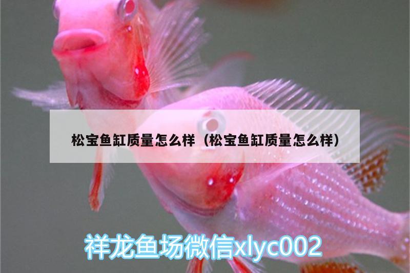 松寶魚缸質(zhì)量怎么樣（松寶魚缸質(zhì)量怎么樣）