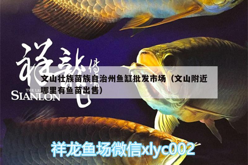 文山壯族苗族自治州魚(yú)缸批發(fā)市場(chǎng)（文山附近哪里有魚(yú)苗出售）