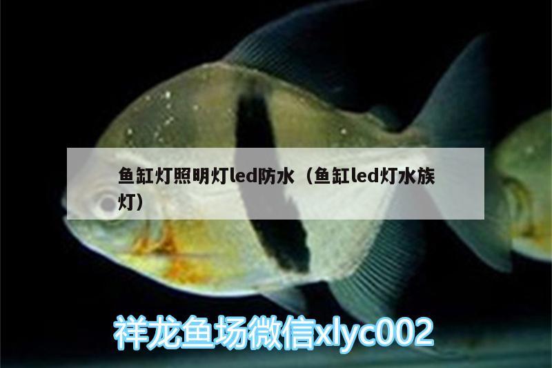 魚(yú)缸燈照明燈led防水（魚(yú)缸led燈水族燈） 南美異形觀賞魚(yú) 第3張