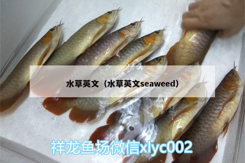 水草英文（水草英文seaweed）