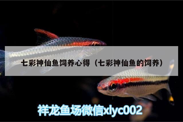 七彩神仙魚飼養(yǎng)心得（七彩神仙魚的飼養(yǎng)）