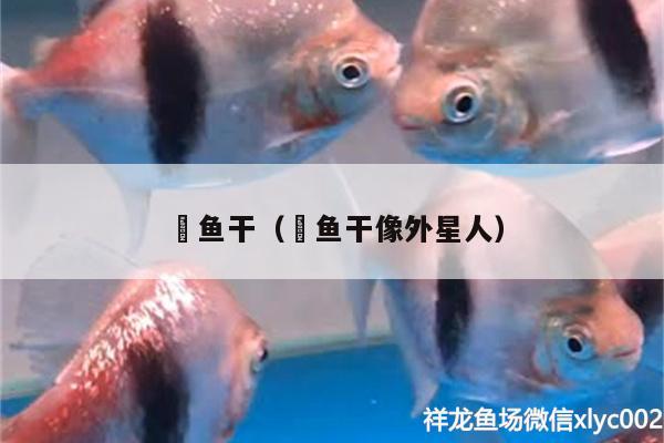 魟魚(yú)干（魟魚(yú)干像外星人） 紅魔王銀版魚(yú) 第3張