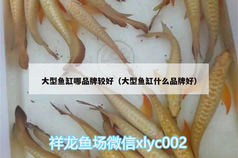 大型魚缸哪品牌較好（大型魚缸什么品牌好） 二氧化碳設(shè)備 第2張