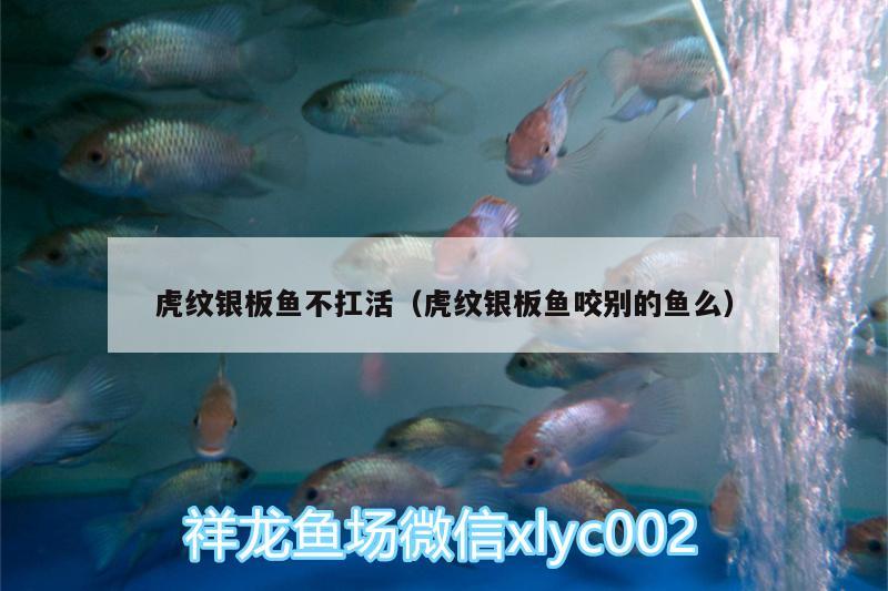 虎紋銀板魚不扛活（虎紋銀板魚咬別的魚么）