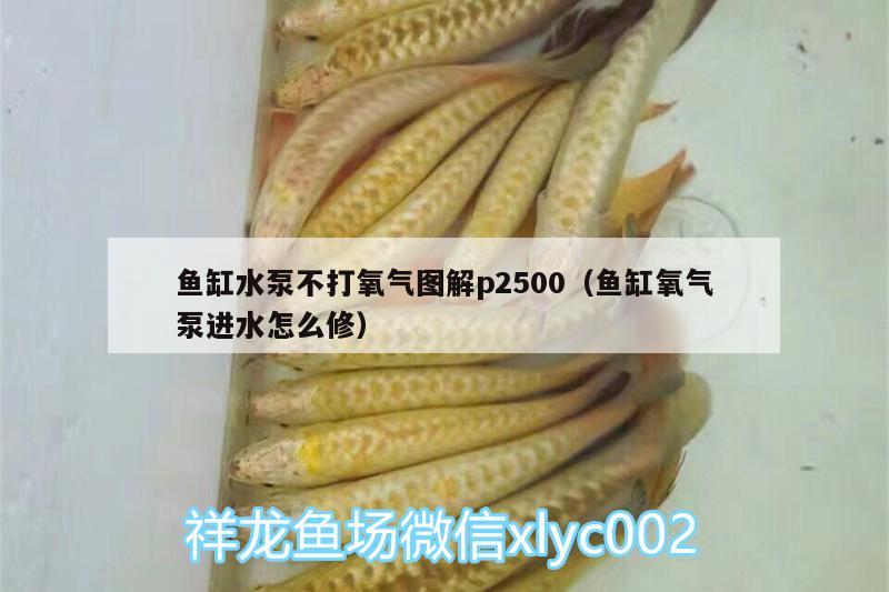 魚(yú)缸水泵不打氧氣圖解p2500（魚(yú)缸氧氣泵進(jìn)水怎么修）