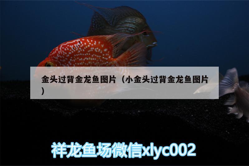 金頭過背金龍魚圖片（小金頭過背金龍魚圖片）