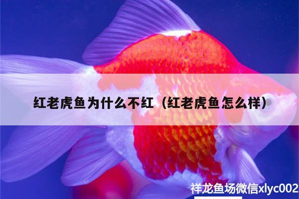 紅老虎魚為什么不紅（紅老虎魚怎么樣）