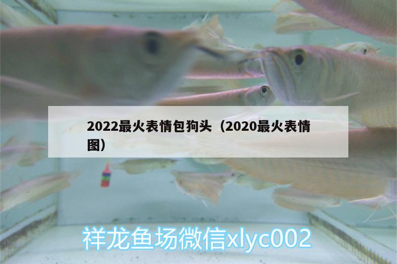 2022最火表情包狗頭（2020最火表情圖）