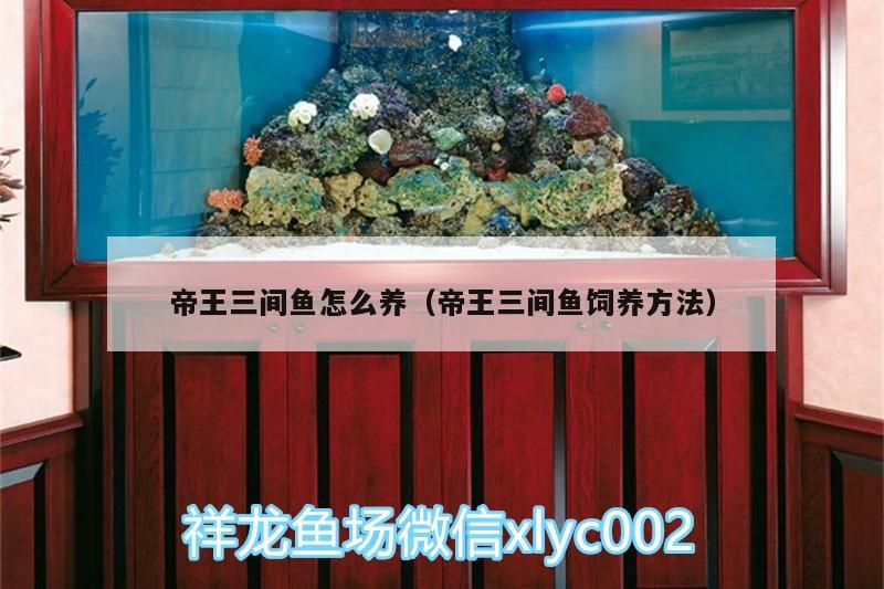 帝王三間魚怎么養(yǎng)（帝王三間魚飼養(yǎng)方法）