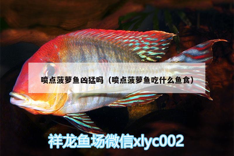 噴點(diǎn)菠蘿魚兇猛嗎（噴點(diǎn)菠蘿魚吃什么魚食） 噴點(diǎn)菠蘿魚 第2張