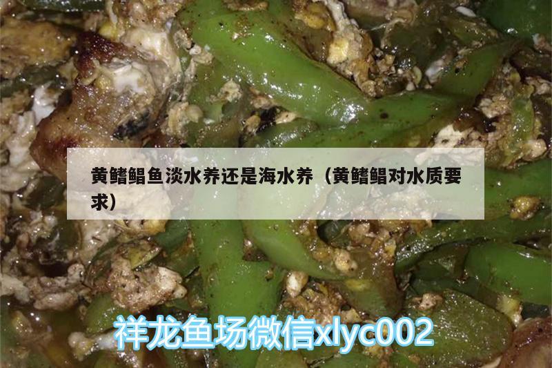 黃鰭鯧魚淡水養(yǎng)還是海水養(yǎng)（黃鰭鯧對(duì)水質(zhì)要求） 黃鰭鯧魚 第1張