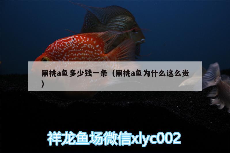 黑桃a魚多少錢一條（黑桃a魚為什么這么貴）