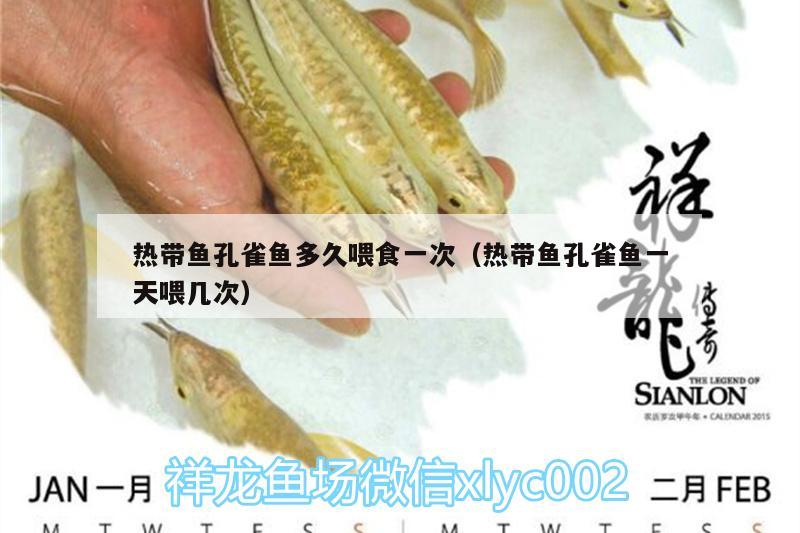 熱帶魚孔雀魚多久喂食一次（熱帶魚孔雀魚一天喂幾次） 水族維護服務（上門） 第2張