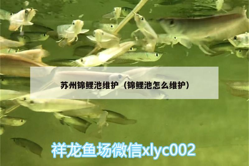 蘇州錦鯉池維護（錦鯉池怎么維護） 魚缸風(fēng)水 第2張