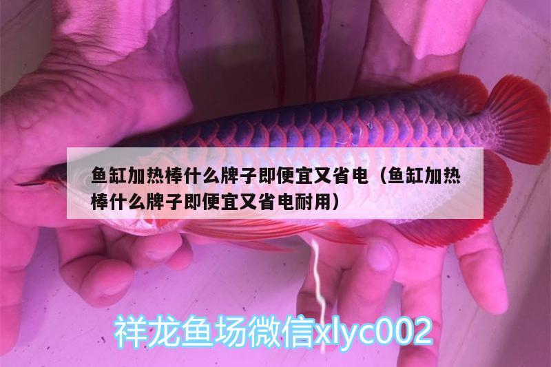 魚缸加熱棒什么牌子即便宜又省電（魚缸加熱棒什么牌子即便宜又省電耐用）