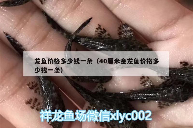 龍魚價格多少錢一條（40厘米金龍魚價格多少錢一條）