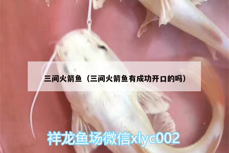 三間火箭魚（三間火箭魚有成功開口的嗎） 銀龍魚百科 第2張