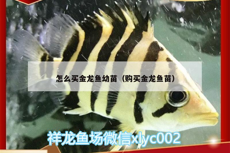 怎么買金龍魚幼苗（購買金龍魚苗）