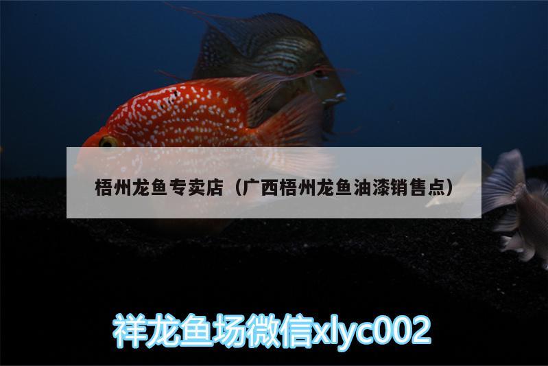 梧州龍魚專賣店（廣西梧州龍魚油漆銷售點） 養(yǎng)魚知識