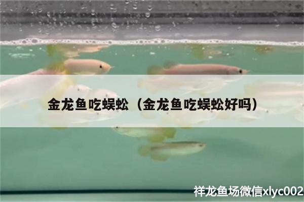 金龍魚吃蜈蚣（金龍魚吃蜈蚣好嗎）