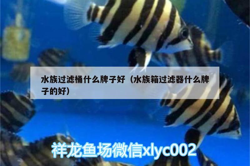 水族過濾桶什么牌子好（水族箱過濾器什么牌子的好） 魚缸/水族箱 第2張