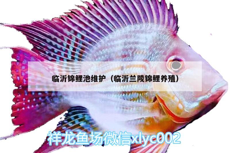 臨沂錦鯉池維護(hù)（臨沂蘭陵錦鯉養(yǎng)殖）