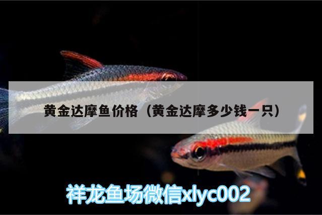 黃金達摩魚價格（黃金達摩多少錢一只）