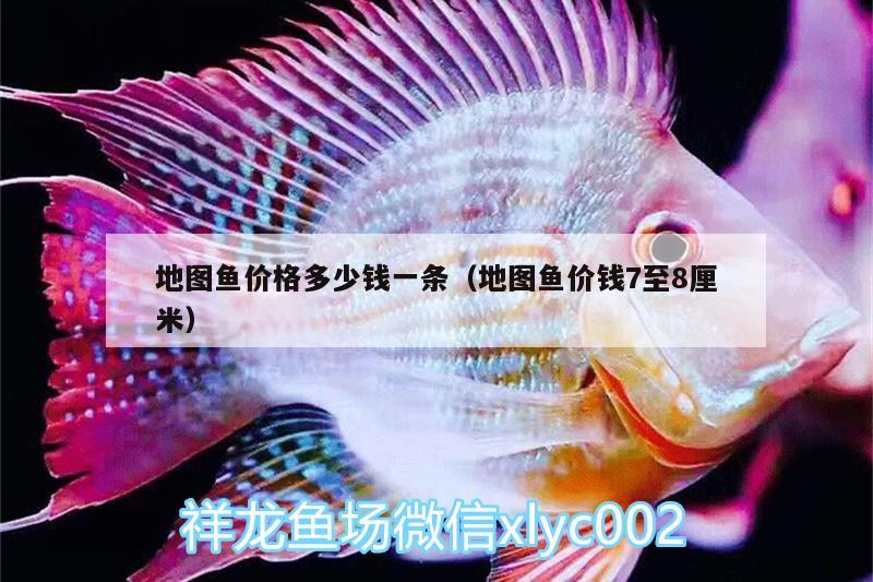 地圖魚價格多少錢一條（地圖魚價錢7至8厘米）