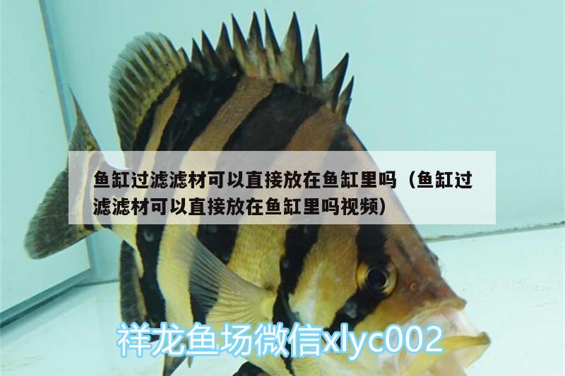 魚缸過濾濾材可以直接放在魚缸里嗎（魚缸過濾濾材可以直接放在魚缸里嗎視頻）