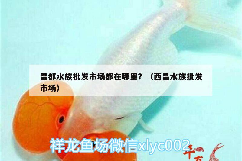 昌都水族批發(fā)市場(chǎng)都在哪里？（西昌水族批發(fā)市場(chǎng)）