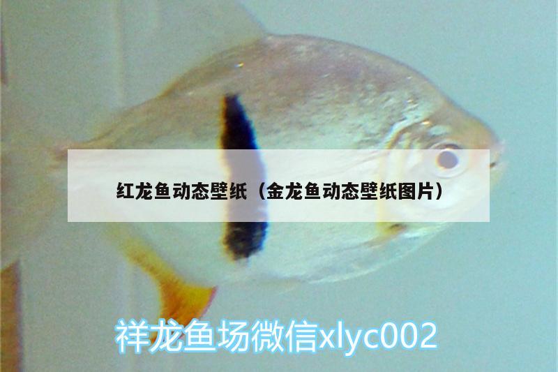 紅龍魚(yú)動(dòng)態(tài)壁紙（金龍魚(yú)動(dòng)態(tài)壁紙圖片）