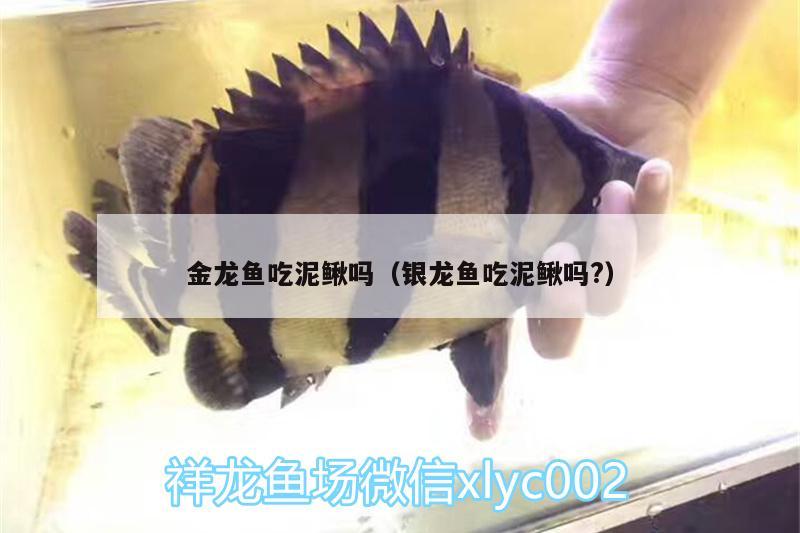 金龍魚吃泥鰍嗎（銀龍魚吃泥鰍嗎?） 銀龍魚百科 第2張