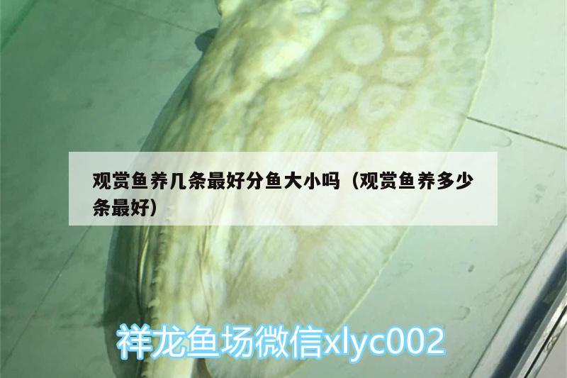 觀賞魚(yú)養(yǎng)幾條最好分魚(yú)大小嗎（觀賞魚(yú)養(yǎng)多少條最好） 黃金貓魚(yú) 第1張