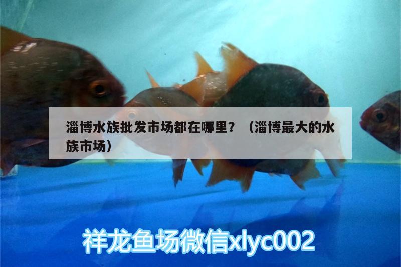 淄博水族批發(fā)市場(chǎng)都在哪里？（淄博最大的水族市場(chǎng)） 觀賞魚水族批發(fā)市場(chǎng) 第2張